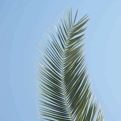 火狐官方网站手机app下载截图